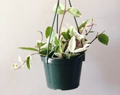 Variegated Hoya Carnosa quot tricolor quot -Krimson queen- wax flower- indoor house plant- live house plant- plant non toxic to cats dogs