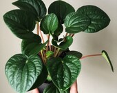 4 quot peperomia rana verde-Rippled chinese money plant- live house plant- non toxic to cats dogs