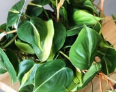 Philodendron Brasil (Pothos) Air Purifying Plant- Hanging Houseplant- live house plant
