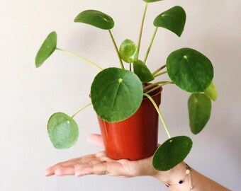 Money Plant Etsy - 4 pilea peperomioides chinese money plant pancake plant ufo plant live house plant