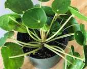 6 quot rare pilea peperomioides - Chinese money plant- pancake plant- live house plant- plant non toxic to cats dogs
