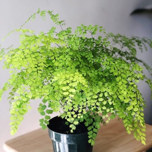 6" Maiden Hair fern - Adiantum- live house plant - air purifying plant