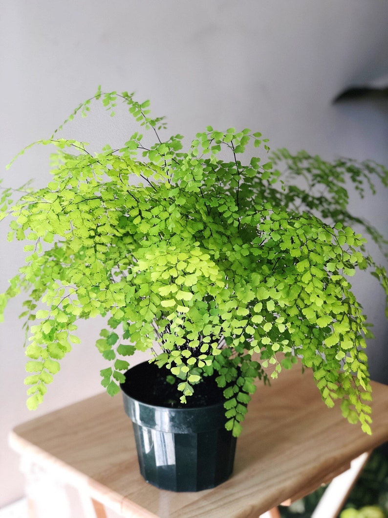 Plantas