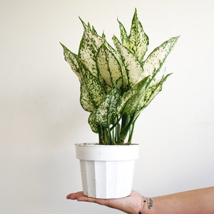 6 Aglaonema First Diamond Chinese Evergreen live house plant air purifying plant housewarming gift image 1