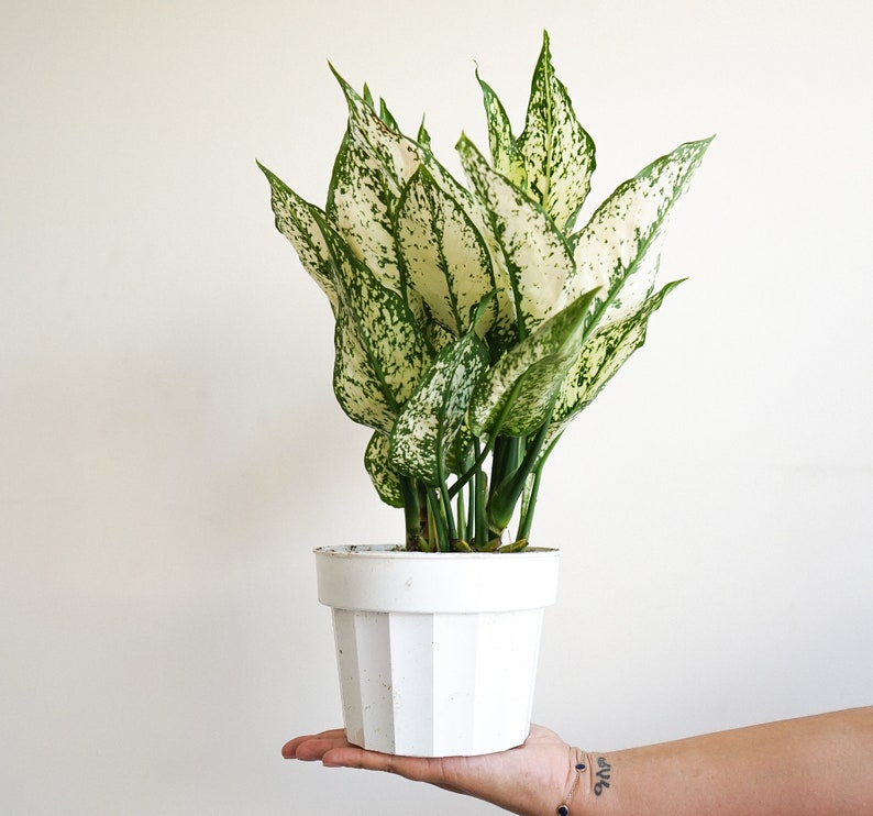 6 Aglaonema First Diamond Chinese Evergreen live house plant air purifying plant housewarming gift image 1