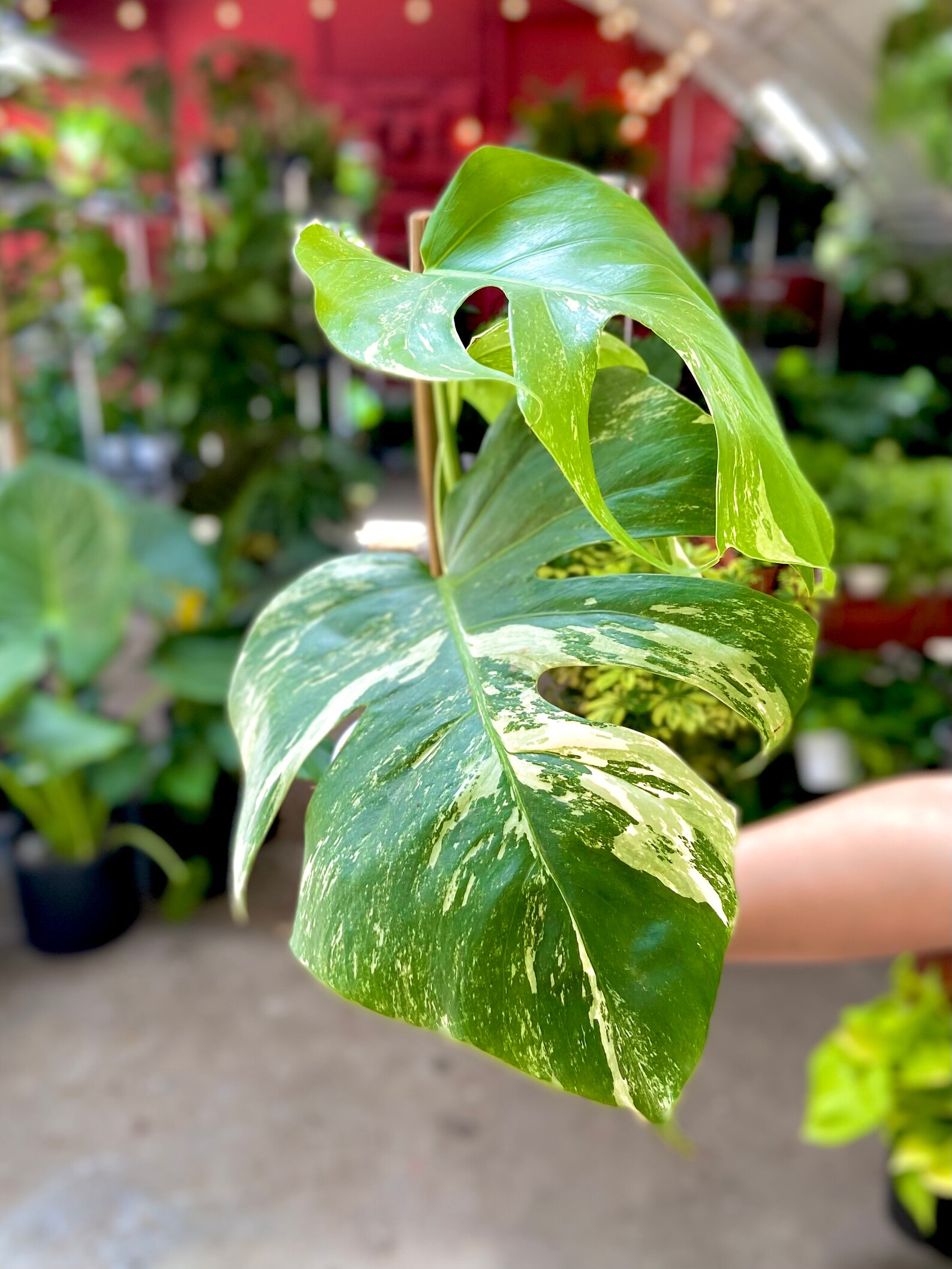 Monstera Albo pink Princess Philodendron white Princess Etsy