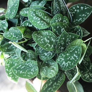 6” Satin pothos - scindapsus pictus  - live house plant- air purifying house plants