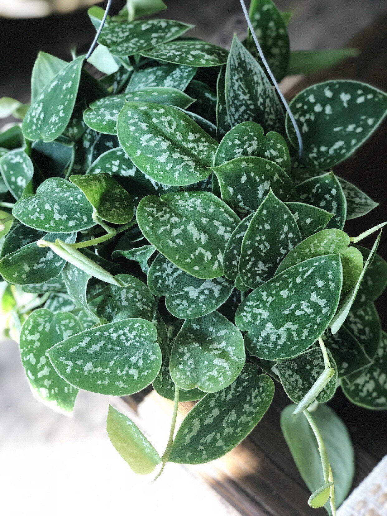 6 Satin pothos scindapsus pictus live house plant air Etsy