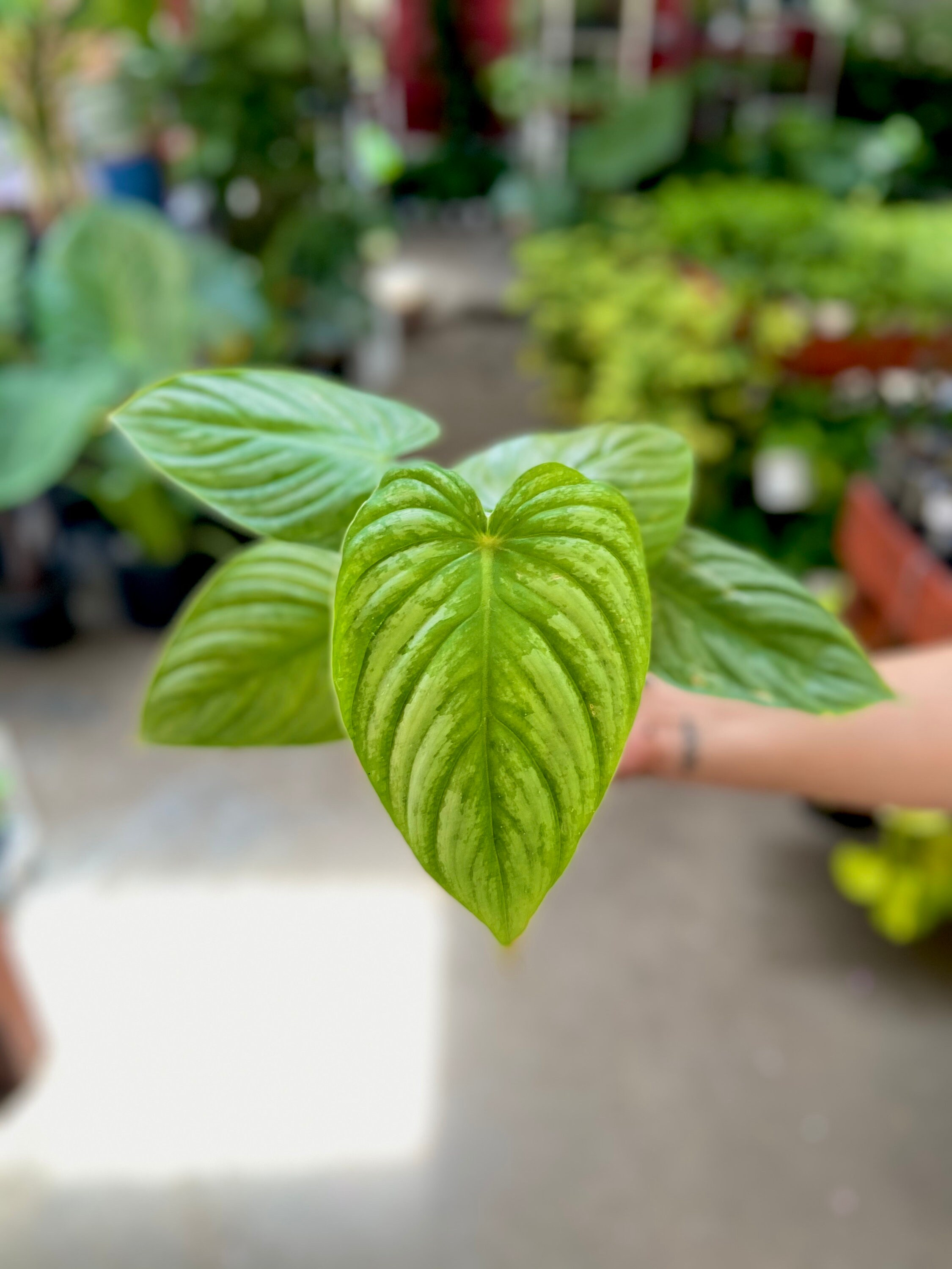 Monstera Albo pink Princess Philodendron white Princess Etsy