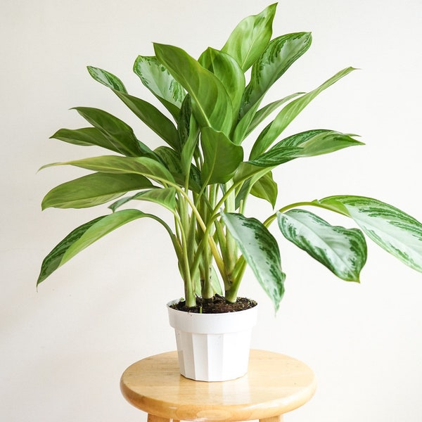 Silver bay aglaonema- evergreen plant - live house plant