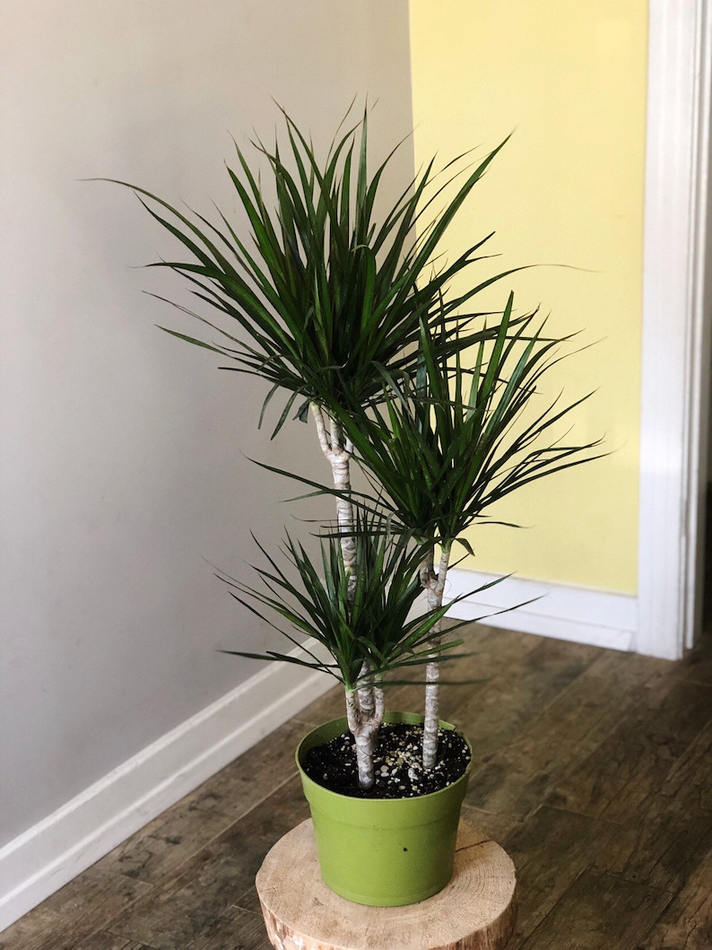 Dragon plant Dracaena marginata live house plant air Etsy