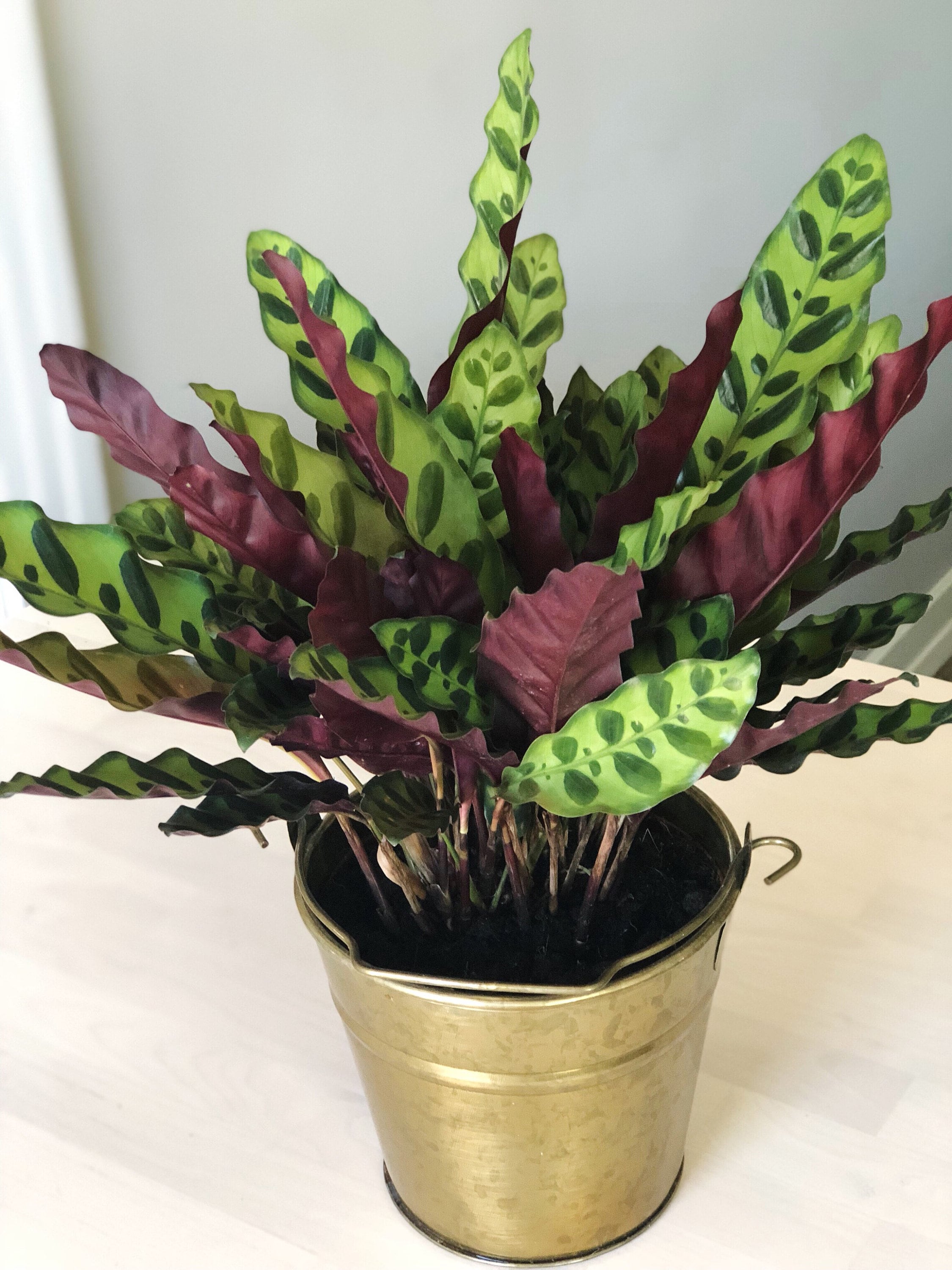 Calathea lancifolia