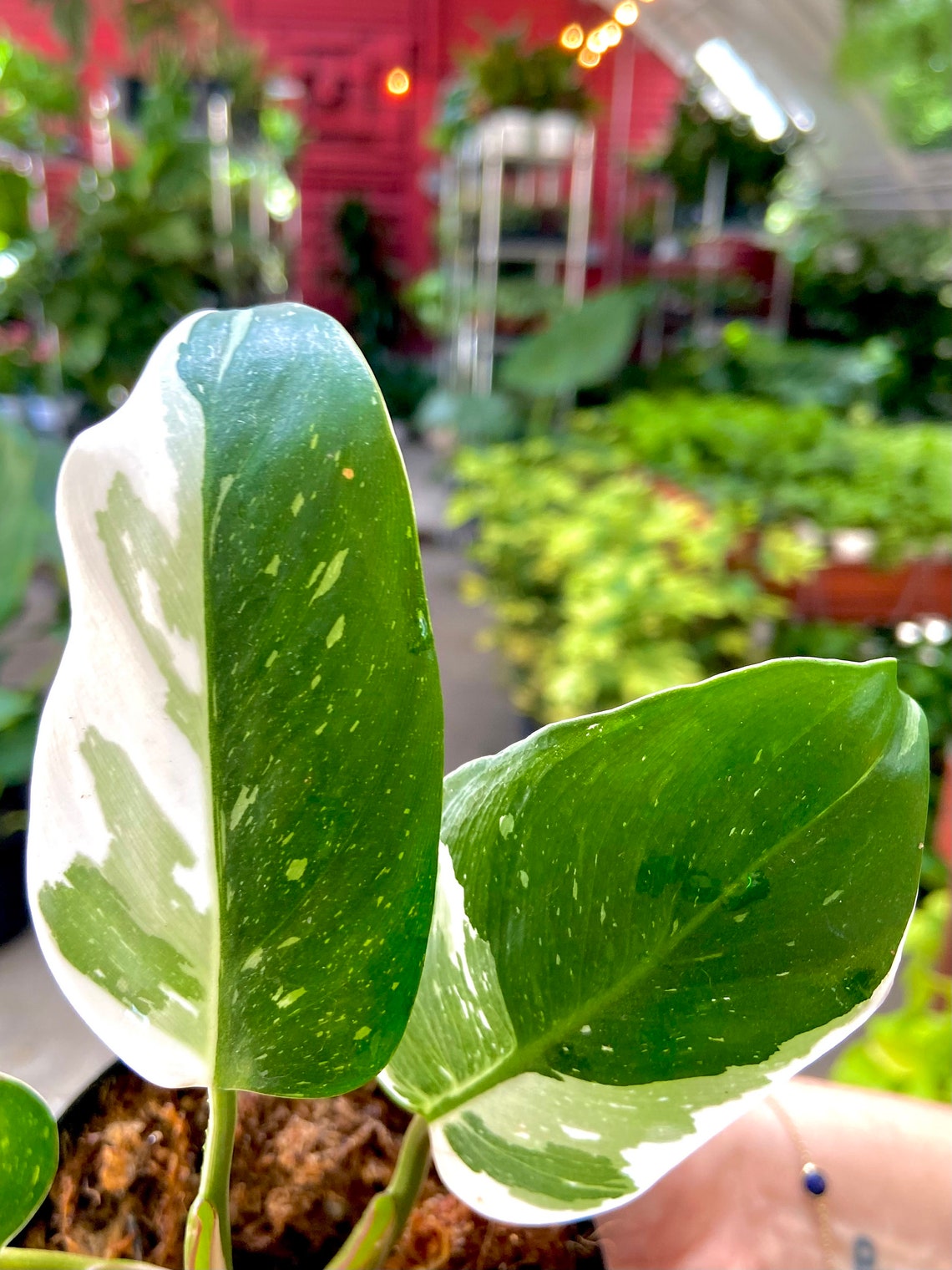 Monstera Albo pink Princess Philodendron white Princess Etsy