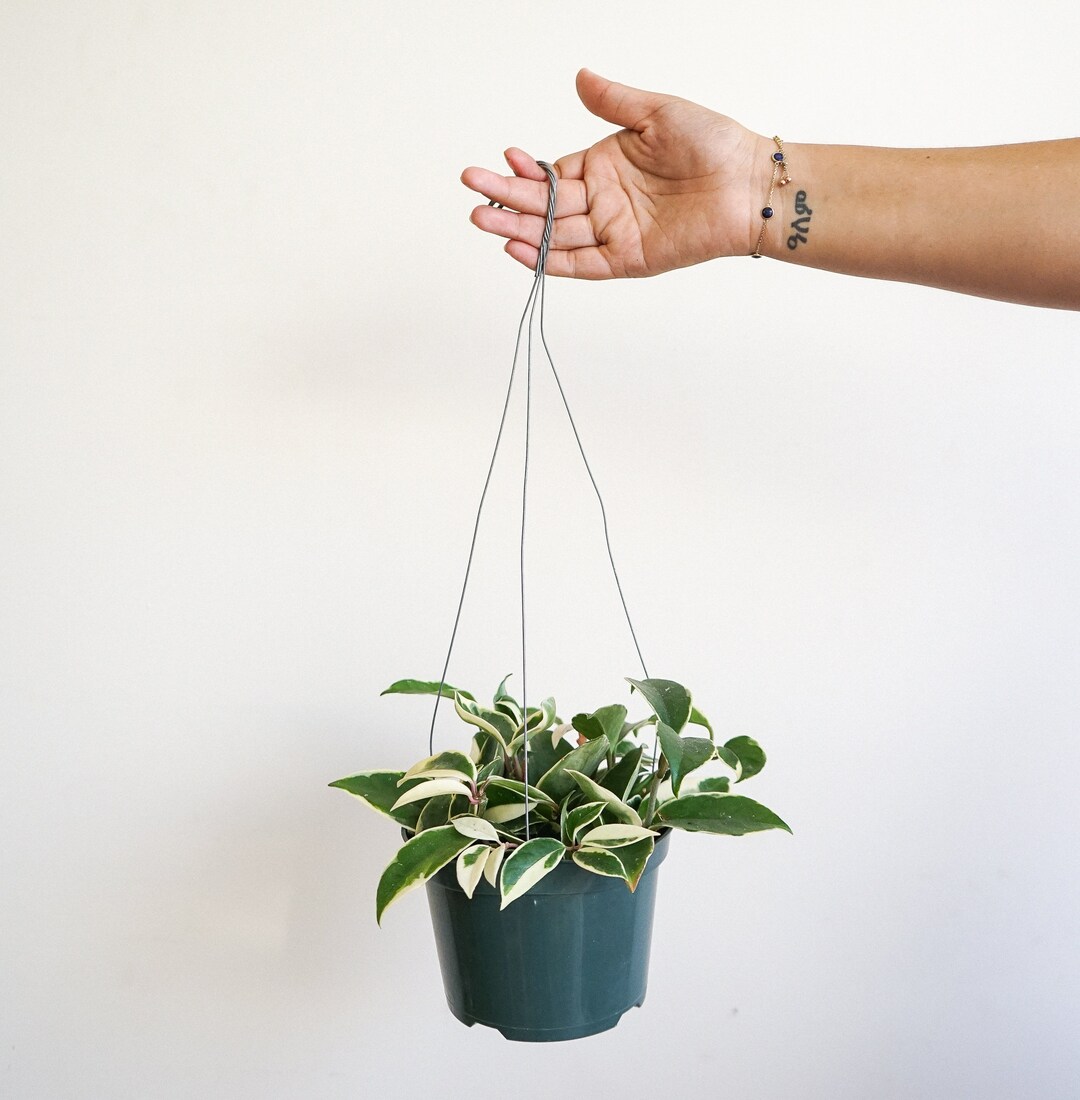 Variegated Hoya Carnosa tricolor krimson Queen Wax Flower Indoor House