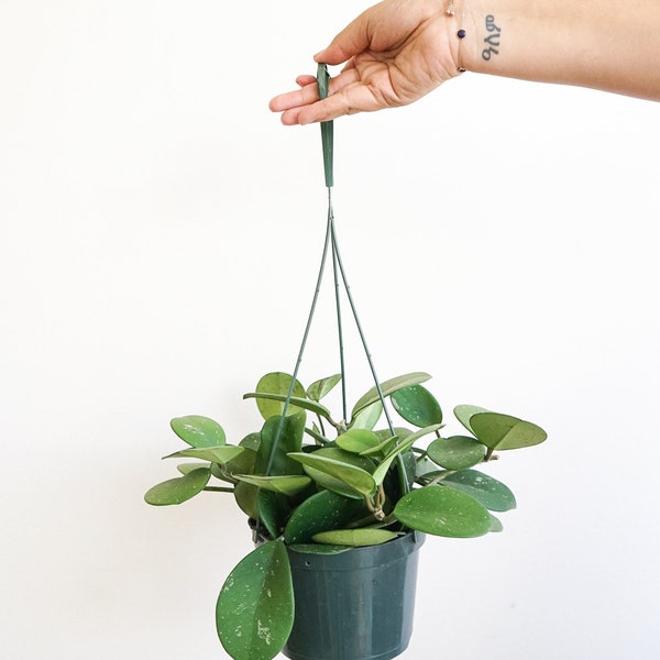 Hoya obovata - hoya wax plant - live house plant