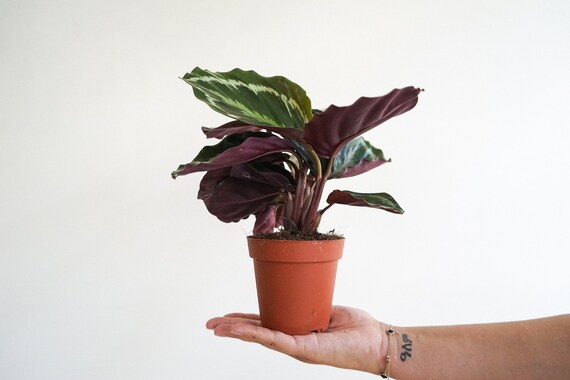 4 Calathea Shinestar Maison Vivante Plante Non Toxique Pour Etsy 4 Calathea Shinestar Maison Vivante Plante Non Toxique Pour Etsy