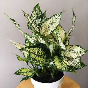 6 Aglaonema First Diamond Chinese Evergreen live house plant air purifying plant housewarming gift image 2