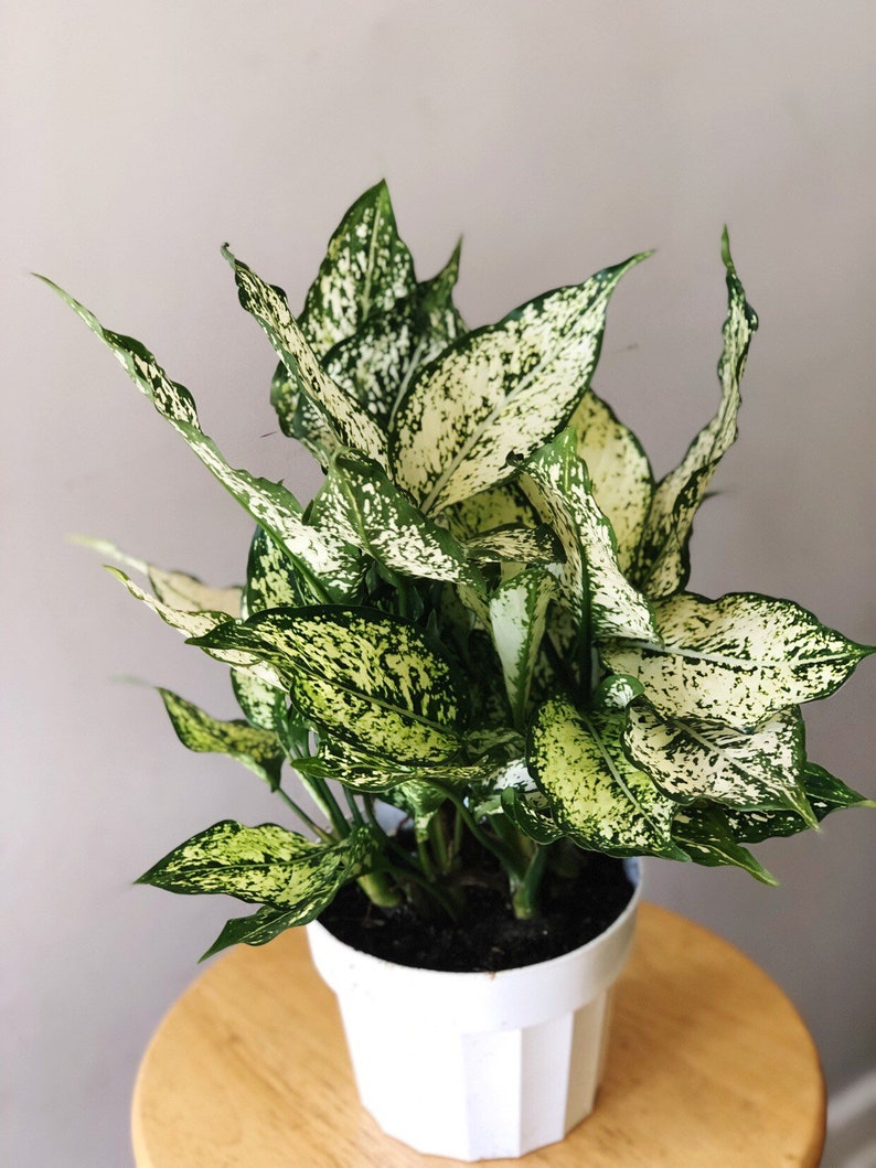 6 Aglaonema First Diamond Chinese Evergreen live house plant air purifying plant housewarming gift image 2