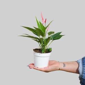 4" Anthurium Lilli- air purifying plant