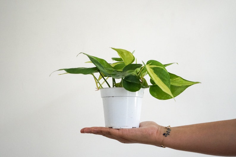 4 philodendron Brasil  live house plant philodendron image 0