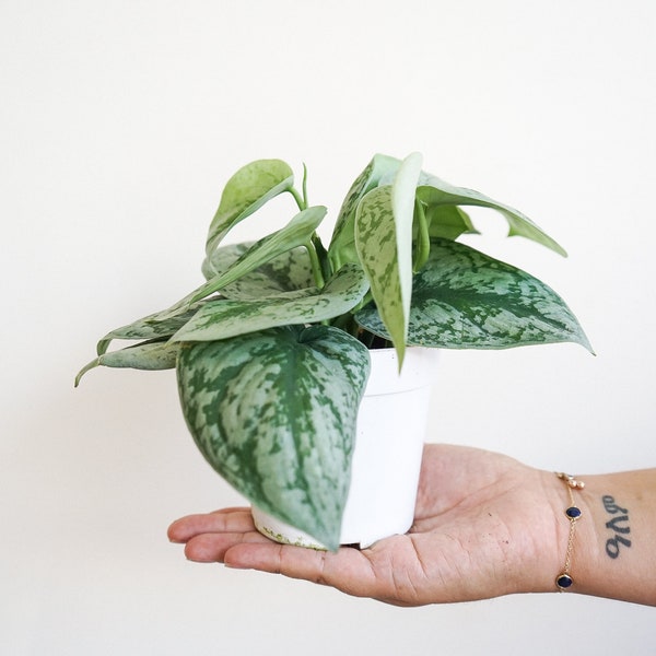 4" Silver Pothos- indoor house plants- live houseplants - air purifying plant
