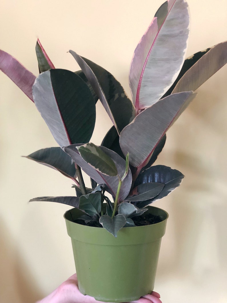 Ficus decora TINEKE Rubber Plant live house plant rubber Etsy