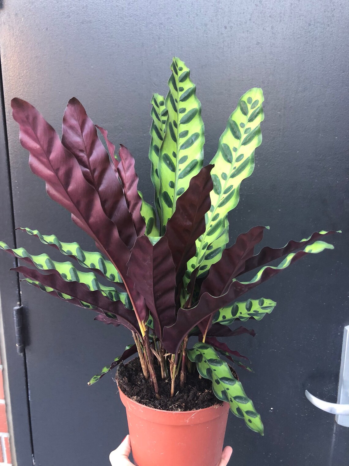 Rattle Snake Plant Care