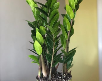 6" ZZ plant- live house plant- indoor plant- air purifying house plants