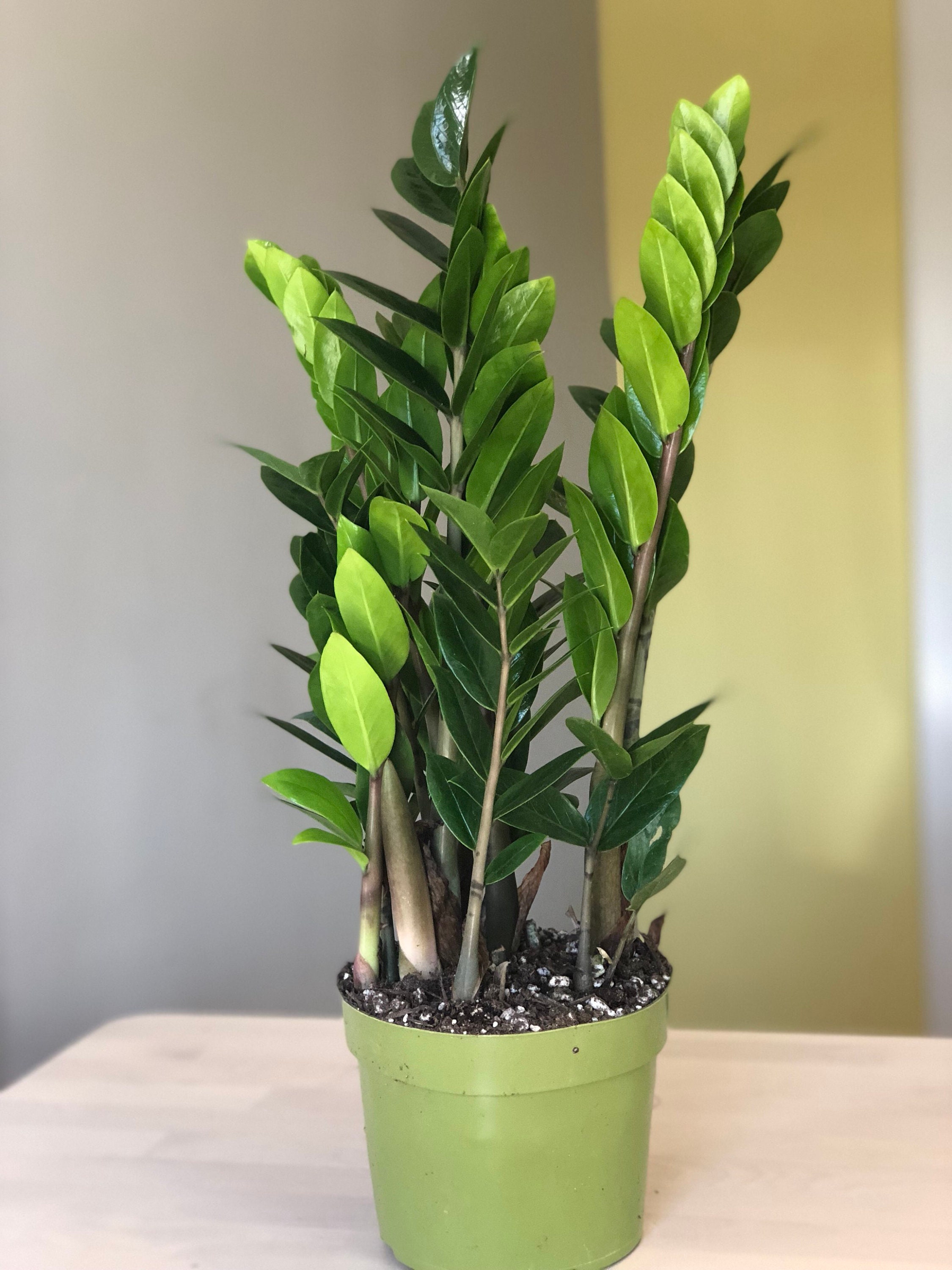 Waarom Zijn Mijn Plantjes Soms Klein 56 OFF