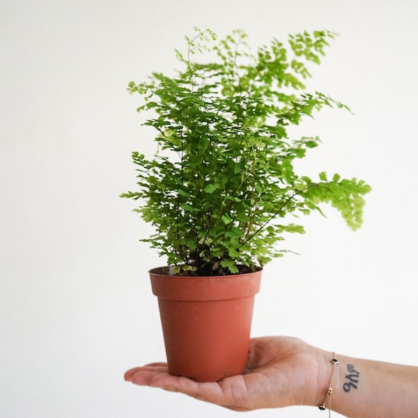 4" maiden hair fern- Adiantum - live house plant - air purifying plant