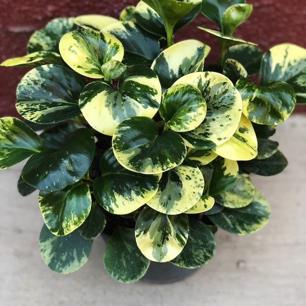 Marble Baby Rubber Plant. Peperomia Obtusifolia- live house plant- non toxic plants for pets