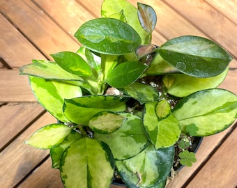 4" Hoya Australis Lisa Variegated - live house plant