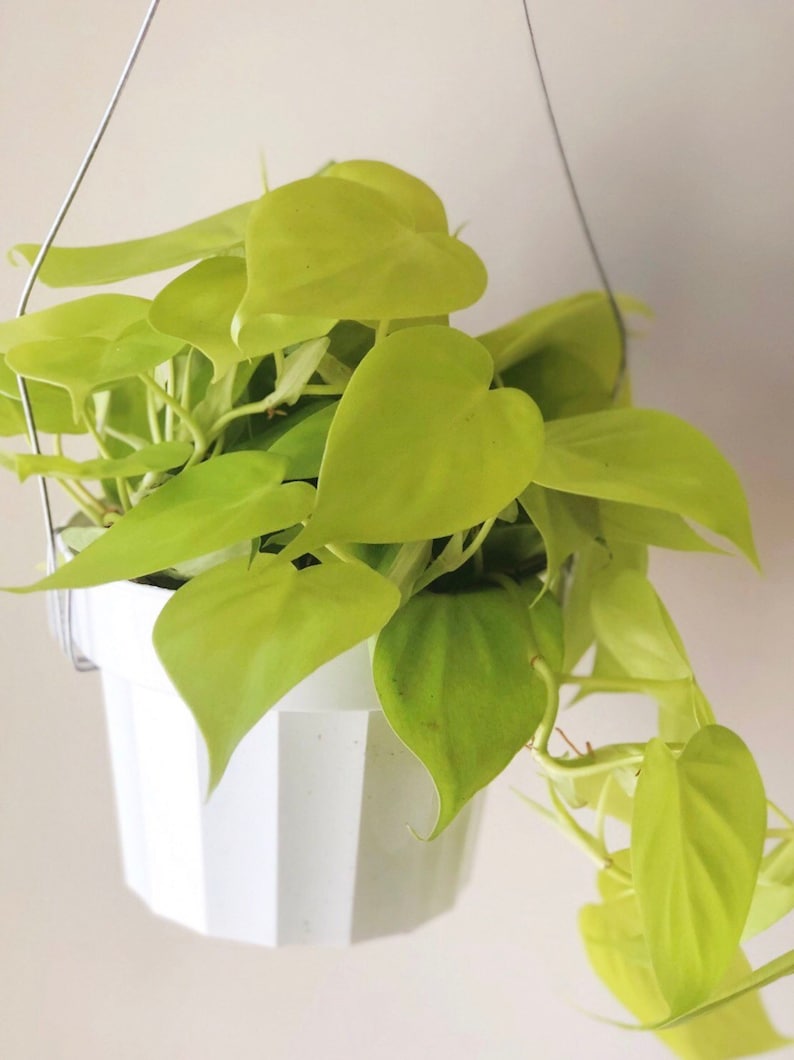 Philodendron Cordatum Neon Philodendron Hanging Plant Live Etsy
