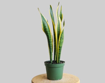 6" sansevieria trifasciata - viper's bowstring hemp - mother- in- laws tounge - snake plant - air purifying plants