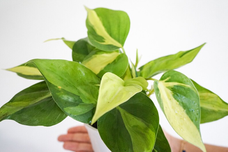 4 philodendron Brasil  live house plant philodendron image 1