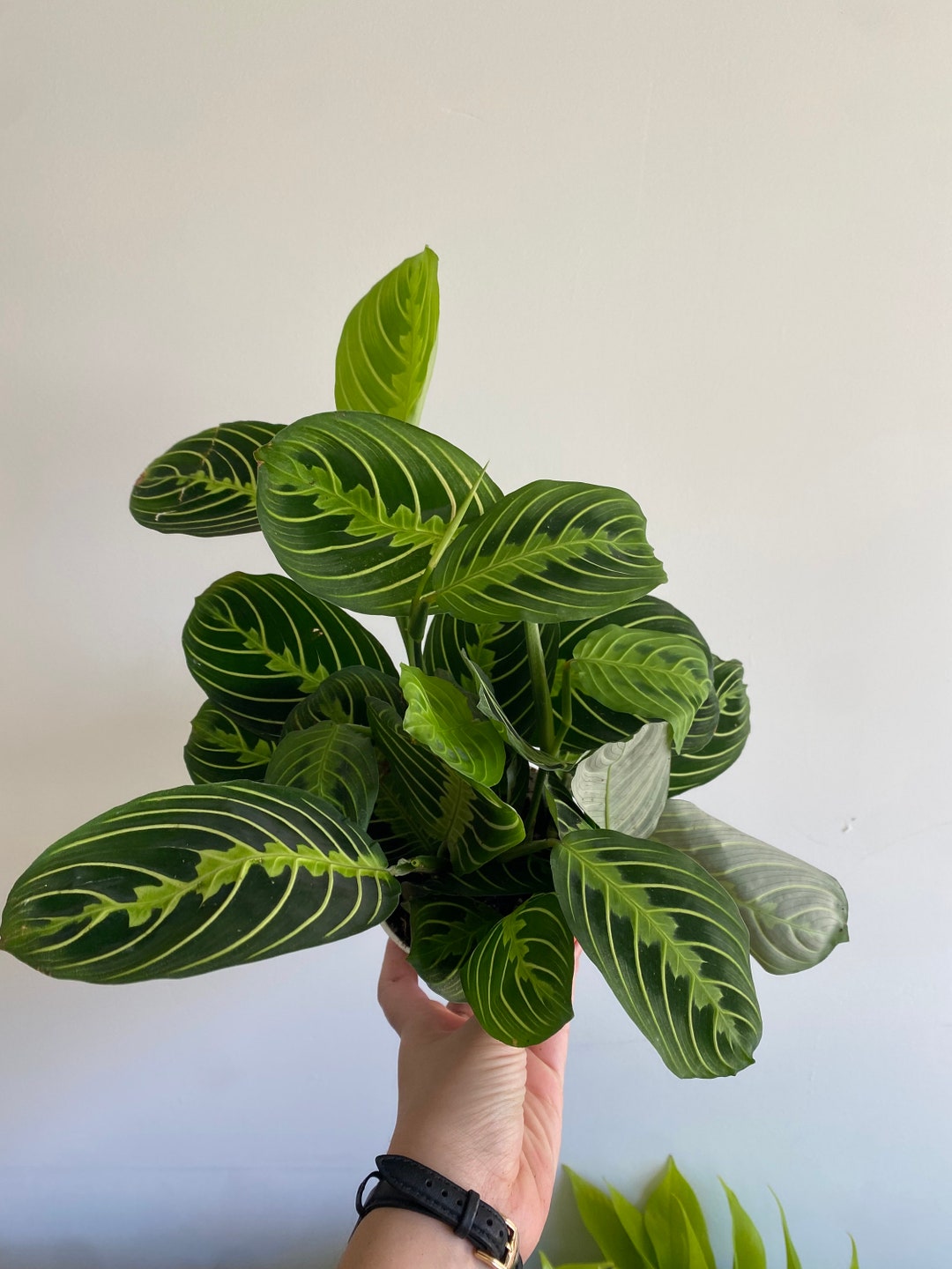 4 Lemon Lime Maranta Prayer Plant Pet Friendly Plant Etsy