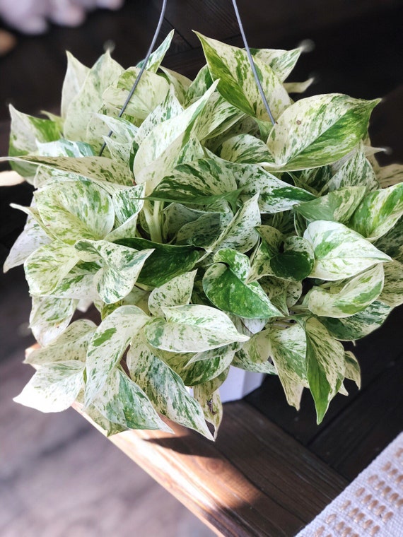 Epipremnum /'Marble Queen/' M