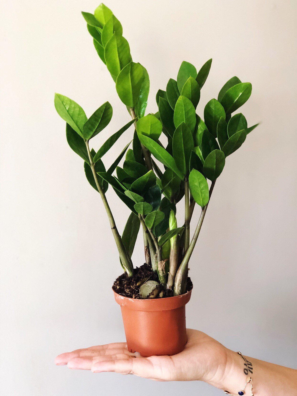 ZZ Plant Zamiifolia Live House Plant Etsy Singapore