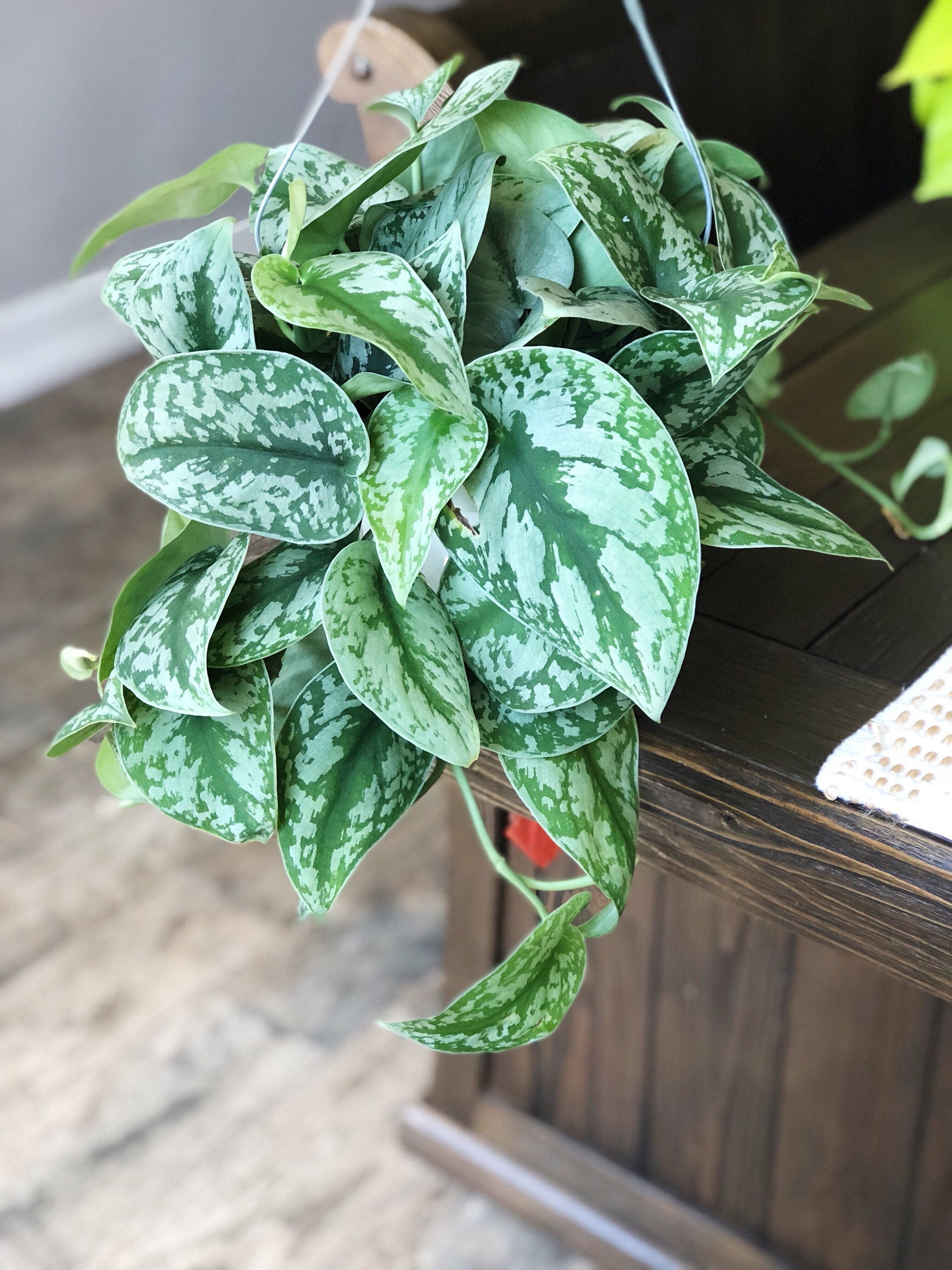 Scindapsus Pictus 'Exotica' Pothos – Bumble Plants