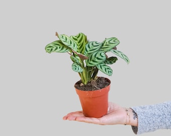 4" Ctenanthe Burle Marxii- prayer plant- live house plant