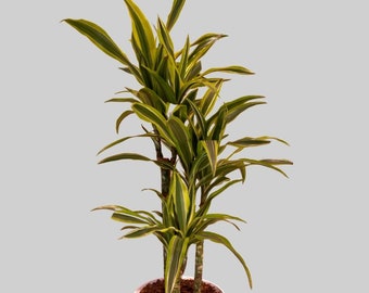 8" Dracaena Green stripe cane set- Live house plant Air purifying plant