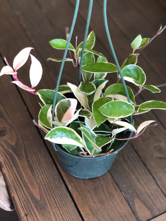 Hoya Tricolor Krimson Queen - 1linkedu
