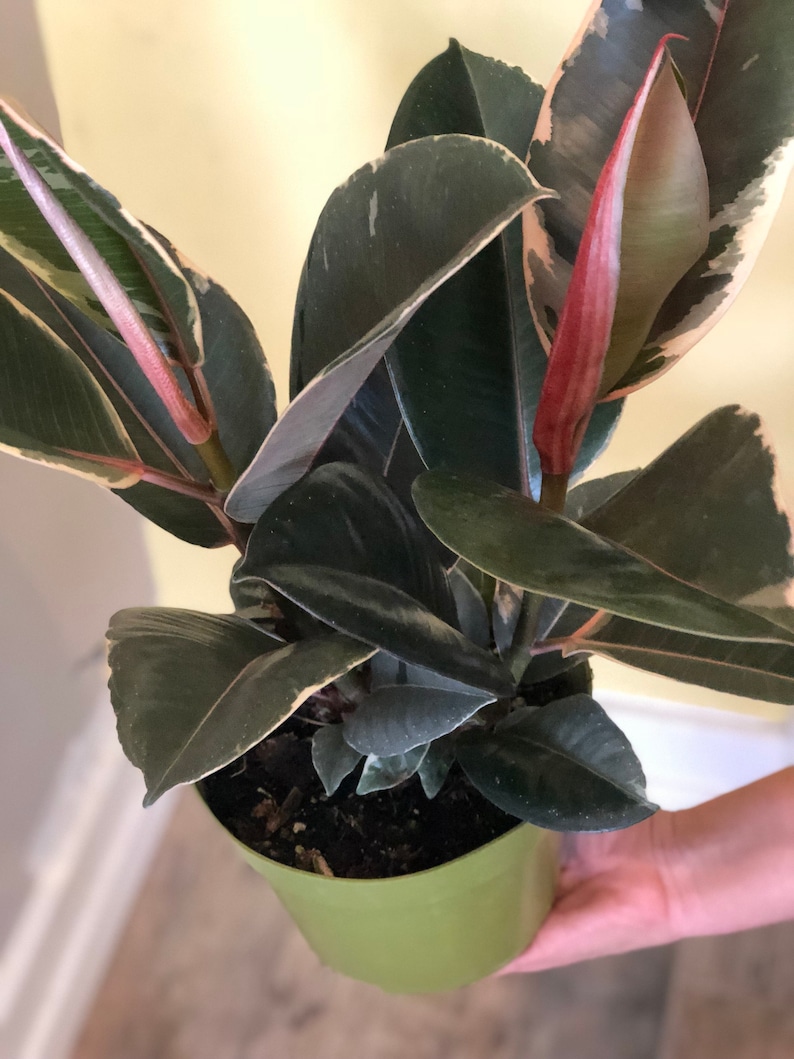 Ficus decora TINEKE Rubber Plant live house plant rubber