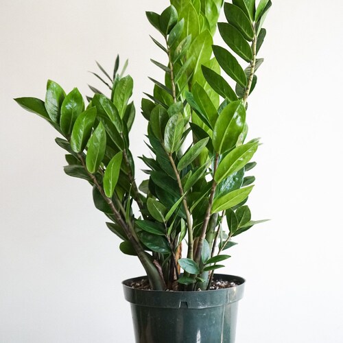 zz plant