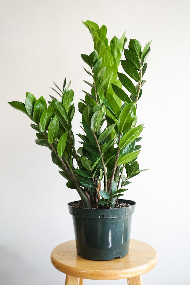 8 ZZ plant Zamioculcas zamiifolia live house plant Etsy