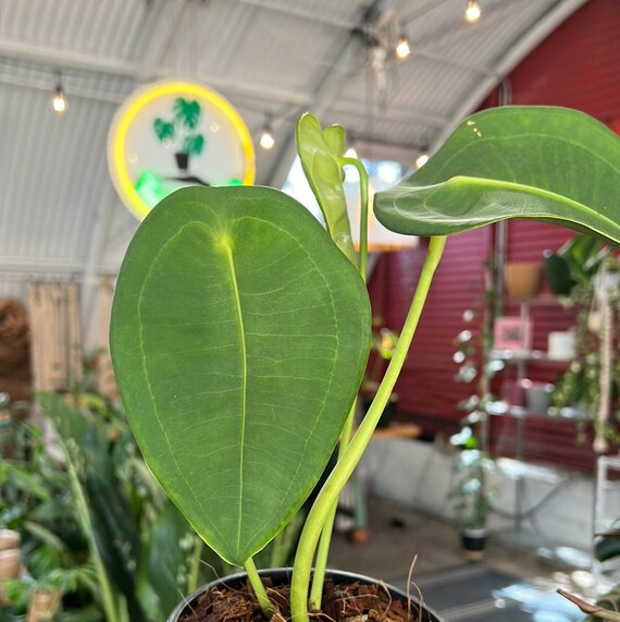 RARE Anthurium Peltigerum Live House Plant Rare Anthurium - Etsy