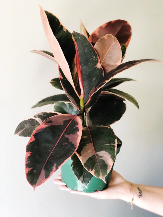 Ficus Decora Ruby Ficus Elastica Rubber Plant Live House Etsy