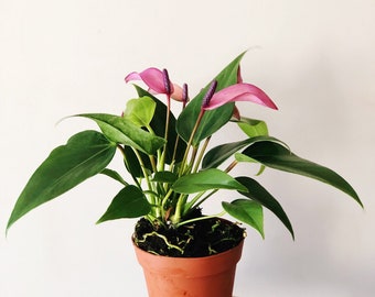 4" Anthurium Zizou - Anthurium Andraeanum- live house plant - air purifying plant - house warming gifts