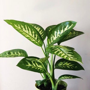 dieffenbachia tropic snow plant- dumb cane - live house plant