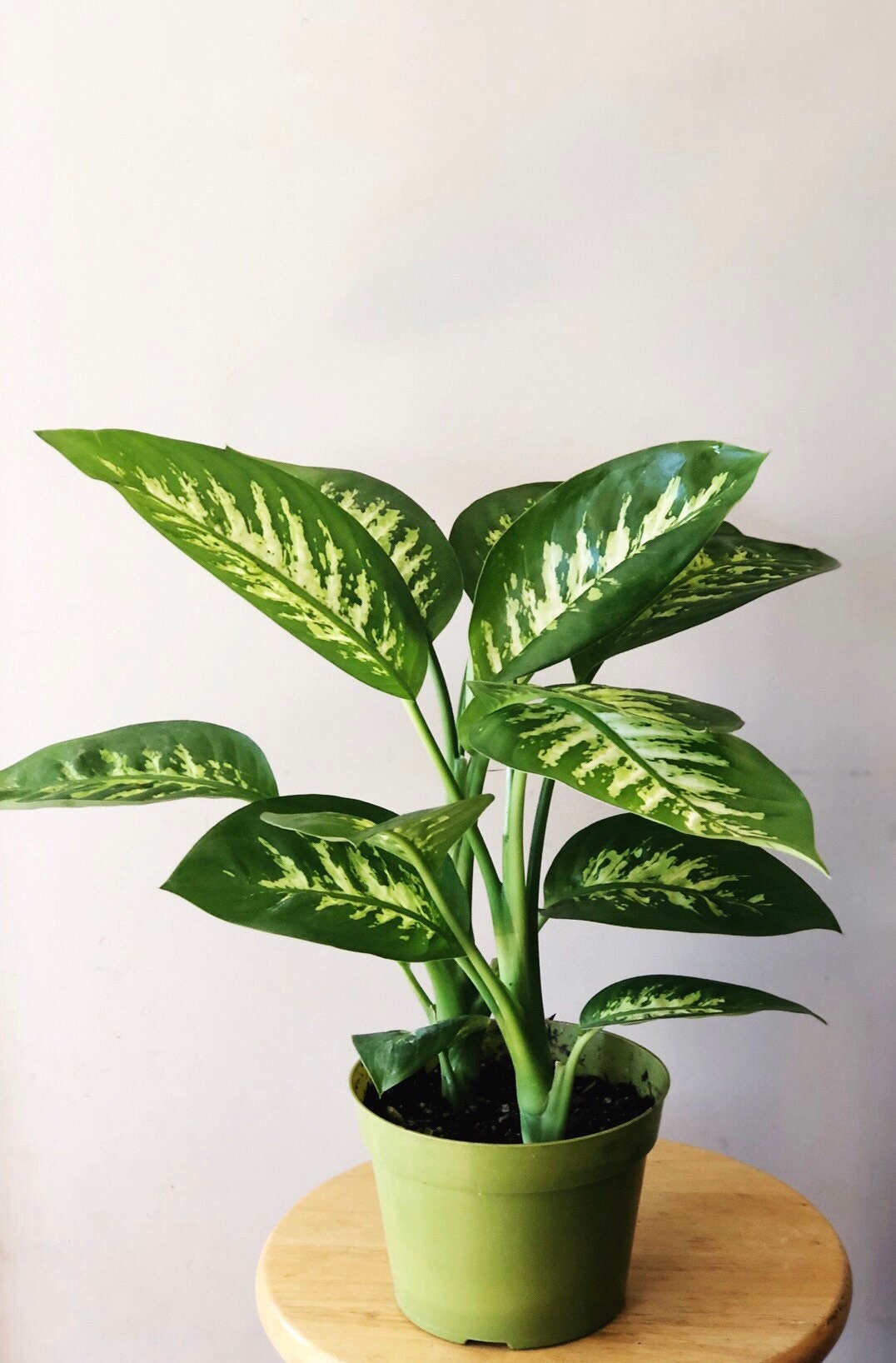 dieffenbachia tropic snow plant- dumb cane - live house plant